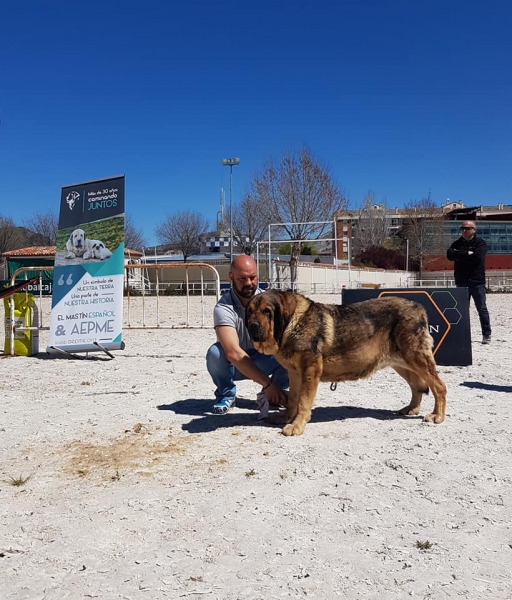 Abiertas hembras, VI Concurso de Mastín Español, AEPME - Cuenca, Spain 13.04.2019
Trefwoorden: 2019