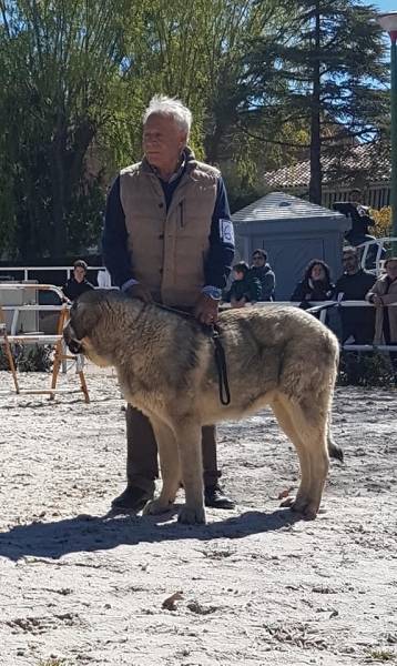 Jovenes machos, VI Concurso de Mastín Español, AEPME - Cuenca, Spain 13.04.2019
Keywords: 2019