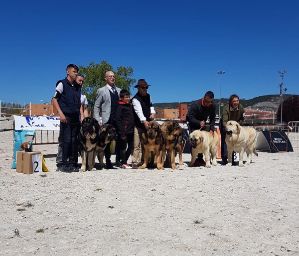 Parejas, VI Concurso de Mastín Español, AEPME - Cuenca, Spain 13.04.2019
Keywords: 2019