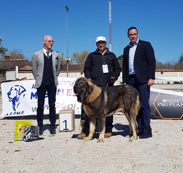 Jovenes machos, VI Concurso de Mastín Español, AEPME - Cuenca, Spain 13.04.2019
Keywords: 2019