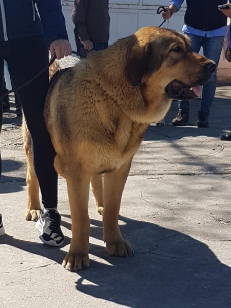 VI Concurso de Mastín Español, AEPME - Cuenca, Spain 13.04.2019
Keywords: 2019