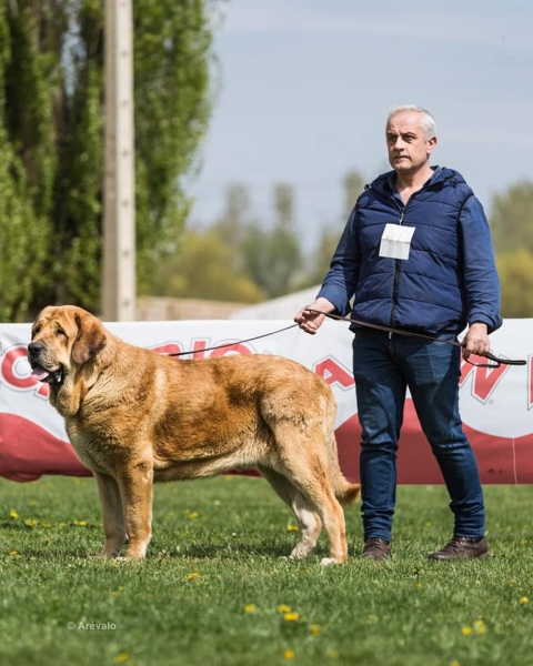 OLIVEOS I DE LOS ZUMBOS : Mejor Joven macho, Concurso Monográfico Monzon de Campos, Palencia (organizador UCME).
Keywords: zumbos 2019