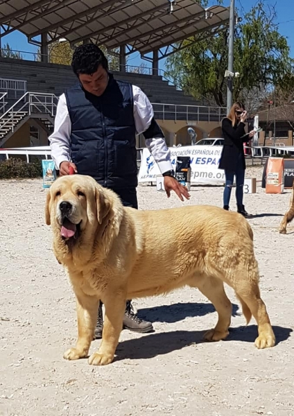 Abiertas machos, VI Concurso de Mastín Español, AEPME - Cuenca, Spain 13.04.2019
Keywords: 2019