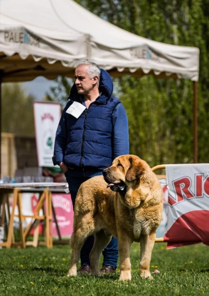 OLIVEOS I DE LOS ZUMBOS : Mejor Joven macho, Concurso Monográfico Monzon de Campos, Palencia (organizador UCME).
Keywords: 2019 zumbos