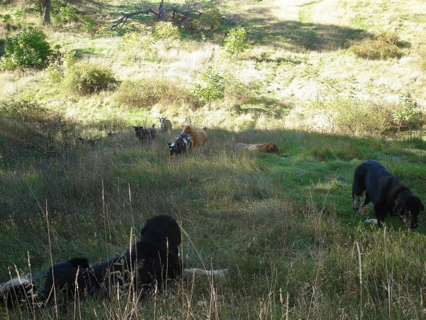 A couple of our Spanish Mastiffs with the herd
Keywords: jordan flock