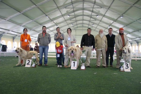 2. Makumba de Montes del Pardo, 1. Ch Titan del Dharmapuri & 3. Gonzales del Dharmapuri (9 years!) - 2nd Monographic Exhibition Spanish Mastiff, Parma, Italy - 05-06.05.2012 
Keywords: 2012