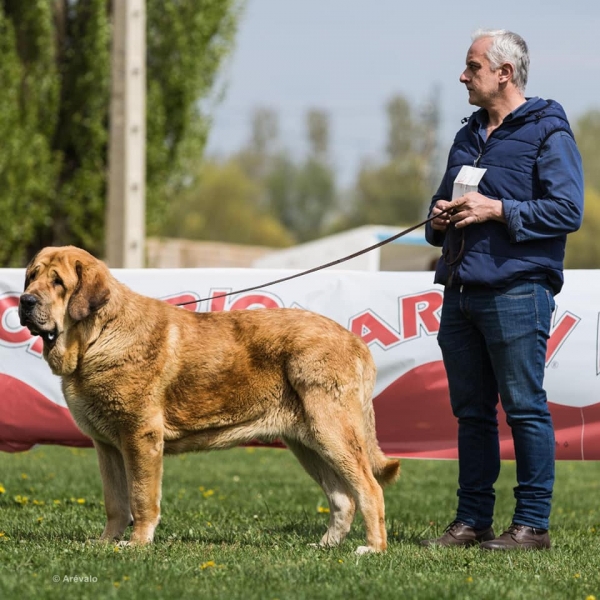 OLIVEOS I DE LOS ZUMBOS : Mejor Joven macho, Concurso Monográfico Monzon de Campos, Palencia (organizador UCME).
Keywords: zumbos 2019