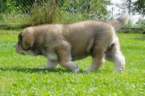 Odry Angelika Tornado Erben 31 days old
Ich. Sultan x Elsa Tornado Erben 
22.07.2007 

Keywords: puppyczech puppy cachorro tornado