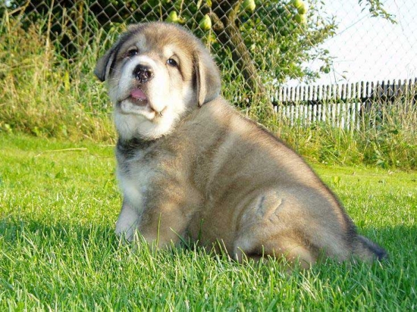 Odry Angelika Tornado Erben 31 days old
Ich. Sultan x Elsa Tornado Erben 
22.07.2007 

Keywords: puppyczech puppy cachorro tornado