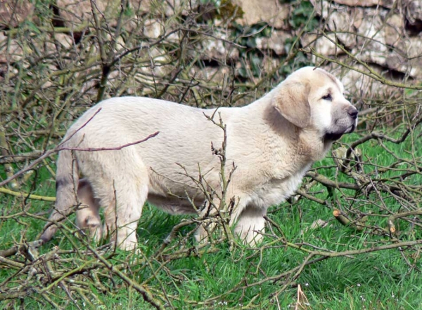 Nevada de Fuente Mimbre
Tejo de Fuente Mimbre X Sobia de Ablanera
Keywords: angel puppyspain puppy cachorro