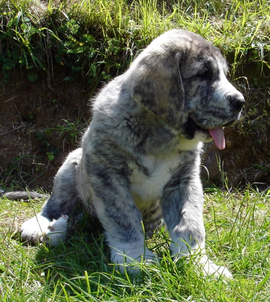 Tigre de Los Montes Pravianos - 61 días
Tejo de Fuente Mimbre x Atenea de Hazas de Cesto 
08.03.2007 
Keywords: pravianos puppyspain puppy cachorro