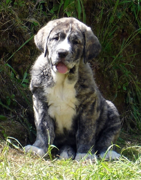 Ariel de Los Montes Pravianos (female/hembra) - 61 días
Tejo de Fuente Mimbre x Atenea de Hazas de Cesto 
08.03.2007 
Keywords: pravianos puppyspain puppy cachorro