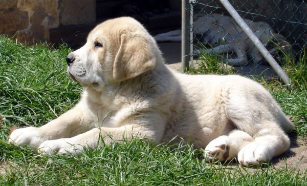 Musa de Los Montes Pravianos (female/hembra) - 61 días
Tejo de Fuente Mimbre x Atenea de Hazas de Cesto 
08.03.2007 
Keywords: pravianos puppyspain puppy cachorro