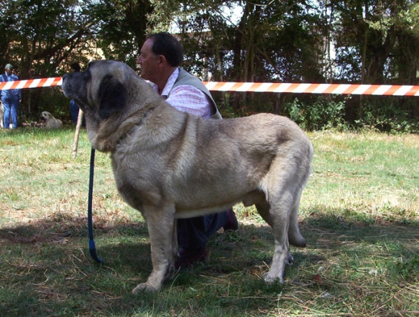 Apolo de Cueto Negro - 2º - OPEN CLASS MALES - Fresno del Camino, León, 08-08-2004
Owner: Agustín Fernández Diez 
 

Keywords: 2004 cuetonegro