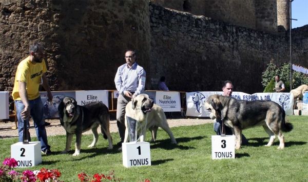 Macizo de Campollano: EXC 2º, Bardo de La Salombra: EXC 1º & Granero del Macareno: EXC 3º - Intermediate Class Males, Valencia de Don Juan 13.09.2008 
Macino: (Catón de Campollano x Salsa de Campollano) - Born: 16.12.2006 
Breeder & owner: José Luis Moncada de la Granja 

Bardo: (Sansón x Telma de Campollano) - Born: 08.11.2006 
Breeder: Santiago Cirilo Santamaria Casado, owner: José Manuel Lodeiro Campo

Granero: (Tejo de Fuente Mimbre x Val de Torreanaz) - Born: 01.10.2006
Breeder & owner: Francisco David González Remis

 
 
 

Keywords: 2008