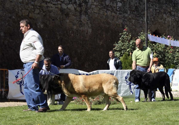 Zico de Reciecho: VG & Costero de Buxionte: EXC - Open Class Males, XXVIII Monográfica AEPME 13.09.08 
Zico: (Chozo de Reciecho x Niebla de Reciecho) - born: 24.09.2004
Costero: (Ulises de Babia x Rayas de Los Zumbos) - born: 14.08.2004

Keywords: 2008