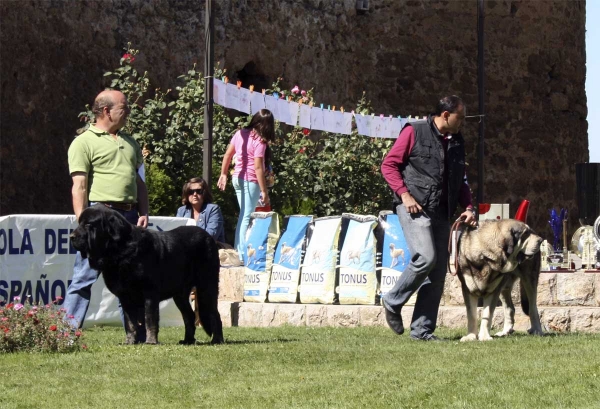 Costero de Buxionte: EXC & Fernando de Valdejera: EXC, Open Class Males, XXVIII Monográfica AEPME 13.09.08
Costero: (Ulises de Babia x Rayas de Los Zumbos) - Born: 14.08.2004
Fernando: (Caballero de Hazas de Cesto x Oda de Valdejera) - Born: 26.09.2005
Keywords: 2008