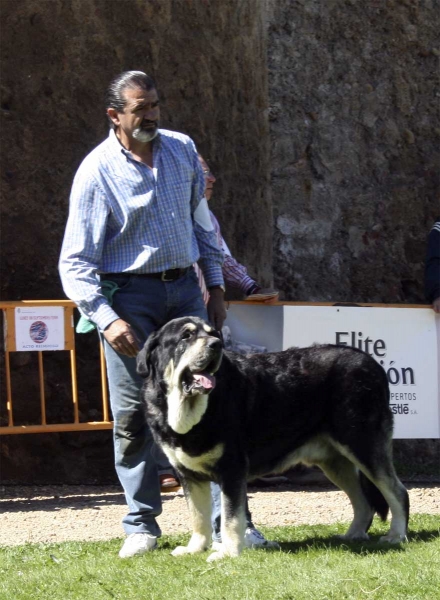 Azabache de Campollano: EXC 2, RCAC - Open Class Males, XXVIII Monográfica AEPME 13.09.08
(Ribero de Reciecho x Clara de Campollano)
Born: 19.01.2004
Keywords: 2008 azabache