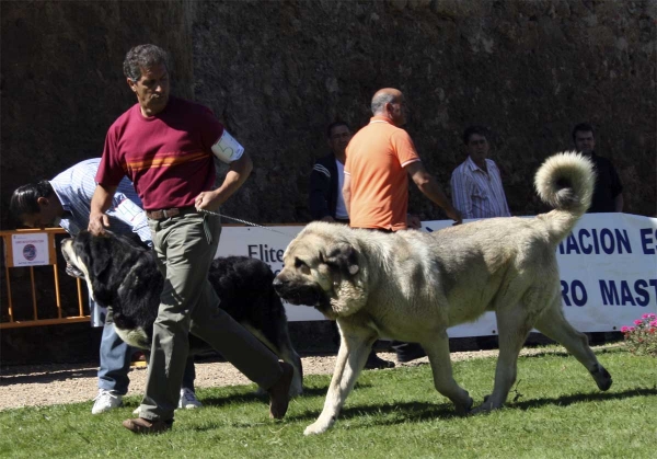 Azabache de Campollano: EXC 2 & Pando de Galisancho: EXC - Open Class Males, XXVIII Monográfica AEPME 13.09.08
Azabache: (Ribero de Reciecho x Clara de Campollano) - born: 19.01.2004
Pando: (Pollero x Braña de Galisancho) - born: 08.12.2005
Keywords: 2008