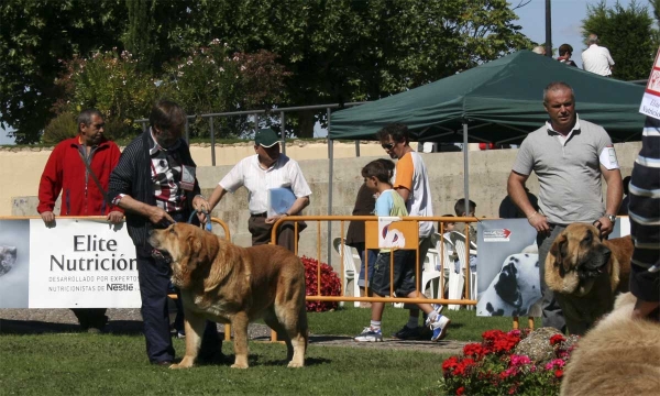 Klay: EXC & Lago de Valle del Pisueña: EXC - Open Class Males, XXVIII Monográfica AEPME 13.09.08  
Klay: (Tigre de La Vicheriza x Estrella de Los Zumbos) - Born: 23.12.2003
Lago: (César de La Aljabara x Edna) - Born: 05.09.2005
Keywords: 2008