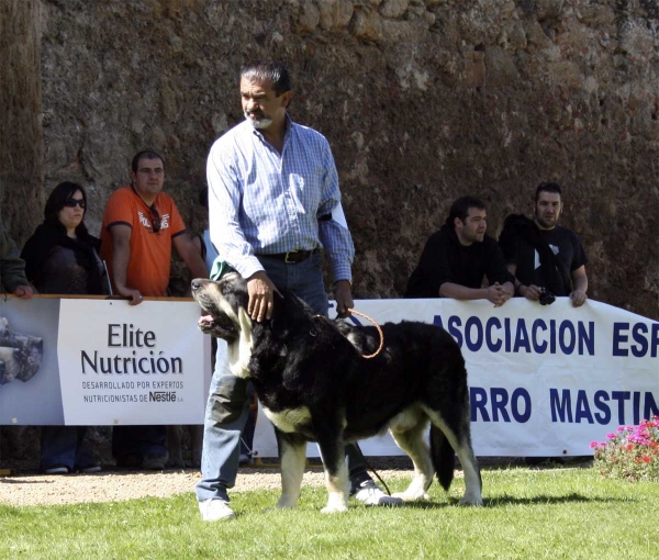 Azabache de Campollano: EXC 2, RCAC - Open Class Males, XXVIII Monográfica AEPME 13.09.08
(Ribero de Reciecho x Clara de Campollano) - born: 19.01.2004
Keywords: 2008 azabache duelos