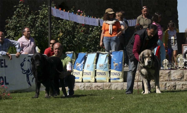 Costero de Buxionte: EXC & Fernando de Valdejera: EXC - Open Class Males, XXVIII Monográfica AEPME 13.09.08
Costero: (Ulises de Babia x Rayas de Los Zumbos) - born: 14.08.2004
Fernando: (Caballero de Hazas de Cesto x Oda de Valdejera) - born: 26.09.2005
Keywords: 2008