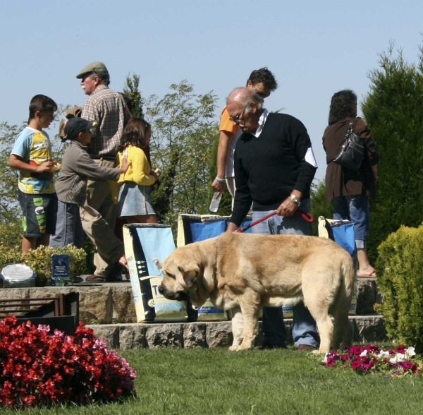 Karonte de Montes del Pardo: EXC 1, CAC, Best Male  - Open Class Males, XXVIII Monográfica AEPME 13.09.08
(Pizarro de Montes del Pardo x Gran Dama de Montes del Pardo)
Born: 20.03.2006
Keywords: 2008 pardo