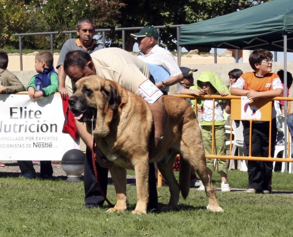 León de Cueto Negro: EXC 4 - Open Class Males, XXVIII Monográfica AEPME 13.09.08
(Sultán x Iman de Cueto Negro)
Born: 15.12.2002
Keywords: 2008 cuetonegro