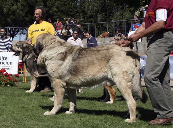 Pando de Galisancho: EXC, XXVIII Monográfica AEPME, Valencia de Don Juan 13.09.2008
(Pollero x Braña de Galisancho)
Born: 08.12.2005

Keywords: 2008 galisancho