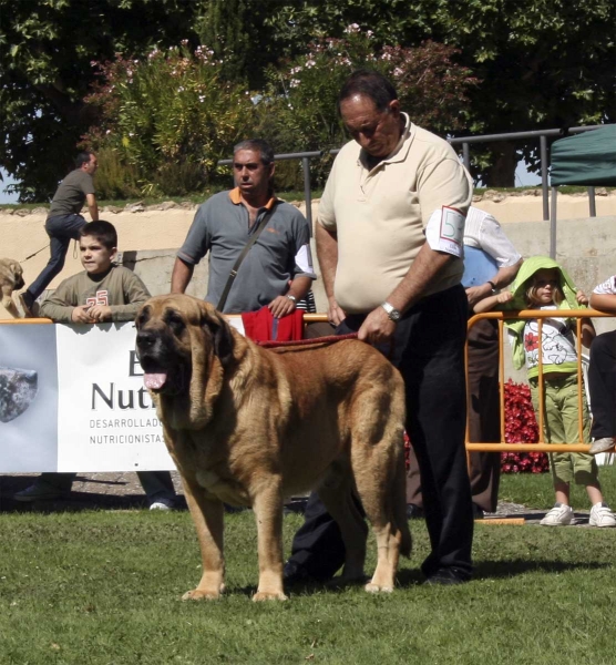 León de Cueto Negro: EXC 4 - Open Class Males, XXVIII Monográfica AEPME, Valencia de Don Juan 13.09.08
(Sultán x Iman de Cueto Negro)
Born: 15.12.2002 
Keywords: 2008 cuetonegro