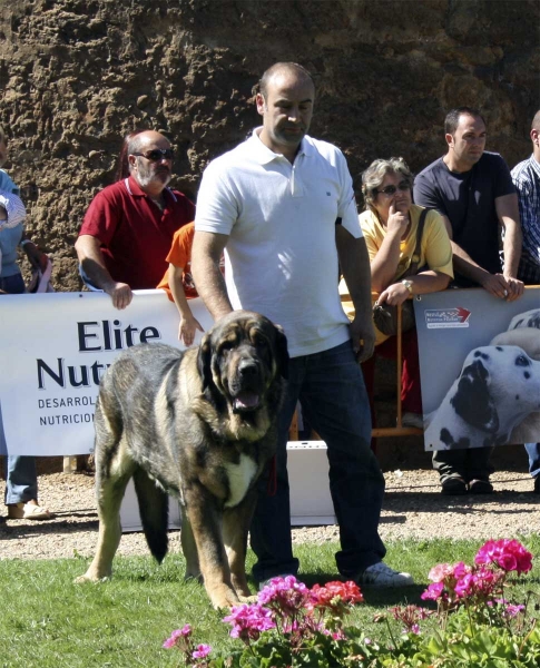 Pol de Reciecho ? : EXC 5 - Open Class Males, XXCIII Monográfica AEPME, Valencia de Don Juan 13.09.2008
(Arroyo de Trashumancia x Luna de Reciecho)
Born: 07.092004 
Keywords: 2008