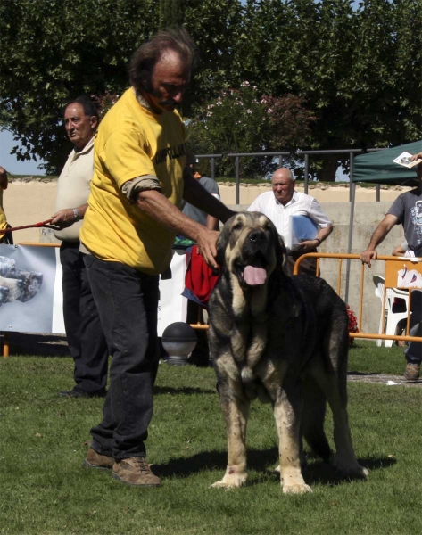 Catón ? : EXC, Open Class Males, XXCIII Monográfica AEPME, Valencia de Don Juan 13.09.2008
Keywords: 2008