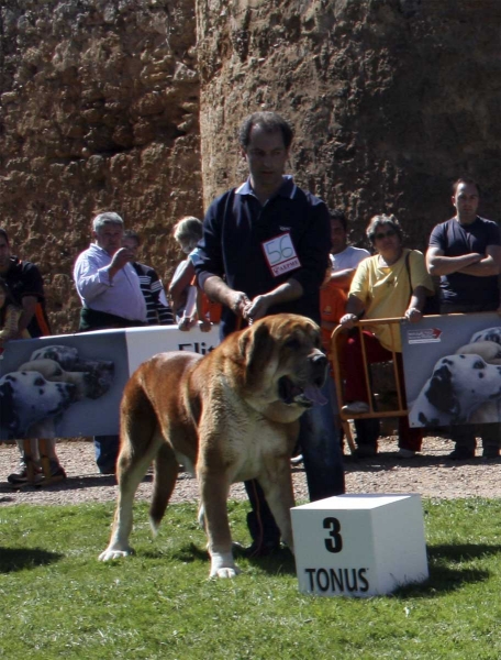 Nilo de Campollano: EXC 3 - Open Class Males, XXVIII Monográfica AEPME, Valencia de Don Juan 13.09.2008 
(Campanero de Campollano x Osa de Campollano)
Born: 16.10.2004 
Keywords: 2008