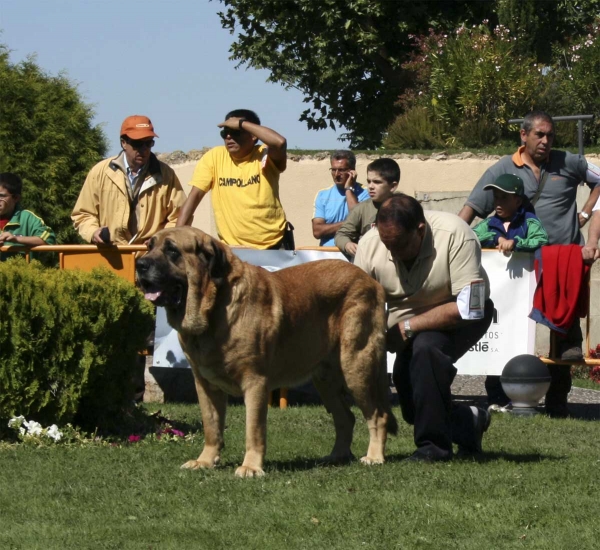 León de Cueto Negro: EXC 4 - Open Class Males, XXVIII Monográfica AEPME, Valencia de Don Juan 13.09.08
(Sultán x Iman de Cueto Negro)
Born: 15.12.2002
Keywords: 2008 cuetonegro