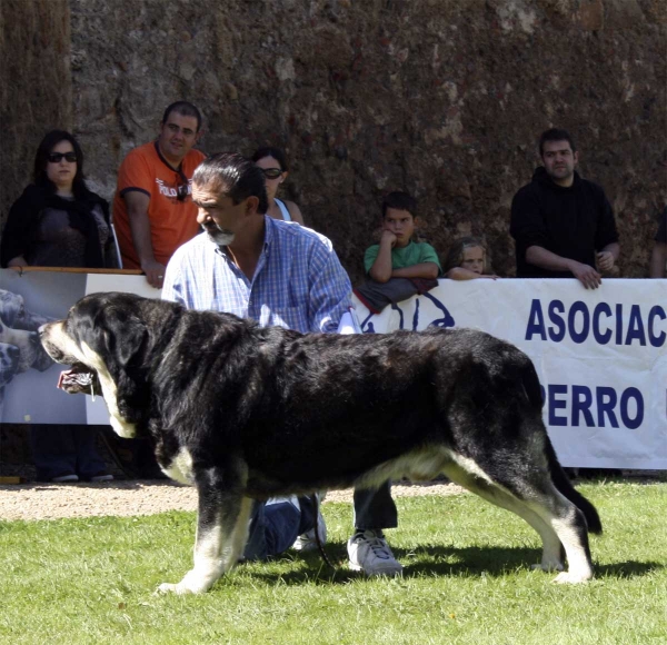 Azabache de Campollano: EXC 2, RCAC - Open Class Males, XXVIII Monográfica AEPME, Valencia de Don Juan 13.09.08
Ribero de Reciecho x Clara de Campollano)
Born: 19.01.2004 
Keywords: 2008 azabache duelos