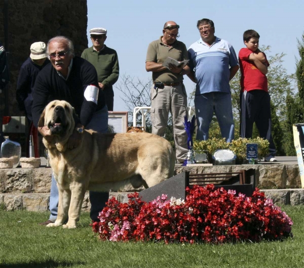 Karonte de Montes del Pardo: EXC 1, CAC, Best Male, XXVIII Monográfica AEPME, Valencia de Don Juan 13.09.2008
(Pizarro de Montes del Pardo x Gran Dama de Montes del Pardo)
Born: 20.03.2006
Keywords: 2008 pardo