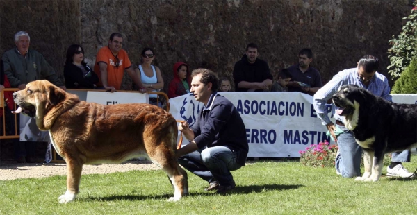 Nilo de Campollano: EXC 3 & Azabache de Campollano: EXC 2, RCAC  - Open Class Males, XXVIII Monográfica AEPME, Valencia de Don Juan 13.09.2008 
Nilo: (Campanero de Campollano x Osa de Campollano) - Born: 16.10.2004 
Azabache: (Ribero de Reciecho x Clara de Campollano) - Born: 19.01.2004 
Keywords: 2008