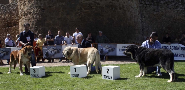 Nilo de Campollano: EXC 3, Karonte de Montes del Pardo: EXC 1, CAC, Best Male & Azabache de Campollano: EXC 2, RCAC - Open Class Males, XXVIII Monográfica AEPME, Valencia de Don Juan 13.09.2008 
Nilo: (Campanero de Campollano x Osa de Campollano) - Born: 16.10.2004 
Karonte: (Pizarro de Montes del Pardo x Gran Dama de Montes del Pardo) - Born: 20.03.2006 
Azabache: (Sultán x Iman de Cueto Negro) - Born: 15.12.2002 
Keywords: 2008