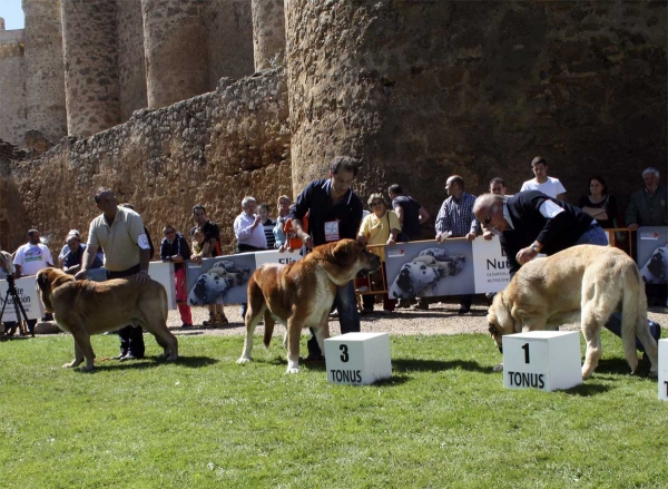 León de Cueto Negro: EXC 4, Nilo de Campollano: EXC 3 & Karonte de Montes del Pardo: EXC 1, CAC, Best Male - Open Class Males, XXVIII Monográfica AEPME, Valencia de Don Juan 13.09.08
León: Sultán x Iman de Cueto Negro) - Born: 15.12.2002 
Nilo: Campanero de Campollano x Osa de Campollano) - Born: 16.10.2004 
Karonte: (Pizarro de Montes del Pardo x Gran Dama de Montes del Pardo) - Born: 20.03.2006 
Keywords: 2008