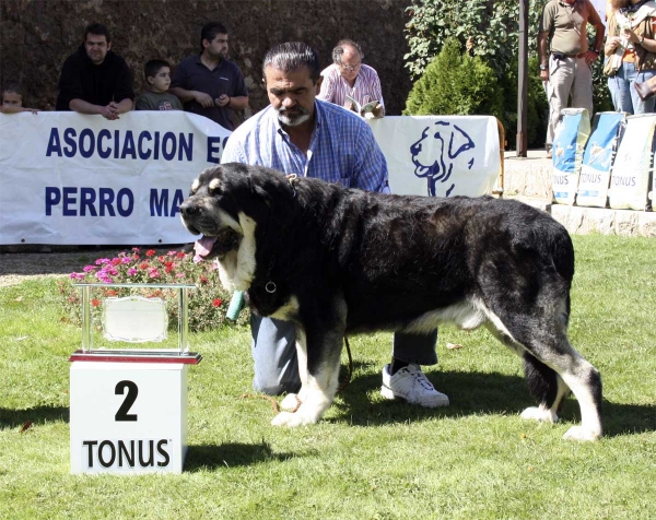 Azabache de Campollano: EXC 2, RCAC - Open Class Males, XXVIII Monográfica AEPME 13.09.08
(Sultán x Iman de Cueto Negro)
Born: 15.12.2002 
Keywords: 2008 azabache