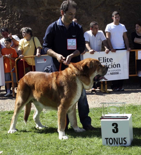 Nilo de Campollano: EXC 3 - Open Class Males, XXVIII Monográfica AEPME, Valencia de Don Juan 13.09.2008 
(Campanero de Campollano x Osa de Campollano)
Born: 16.10.2004 
Keywords: 2008