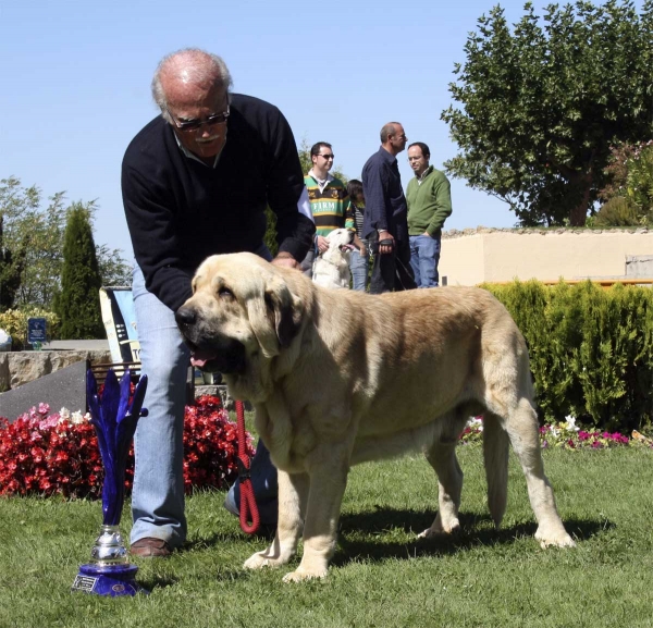 Karonte de Montes del Pardo: EXC 1, CAC, Best Male  - Open Class Males, XXVIII Monográfica AEPME, Valencia de Don Juan 13.09.08
(Pizarro de Montes del Pardo x Gran Dama de Montes del Pardo)
Born: 20.03.2006 
Keywords: 2008 pardo