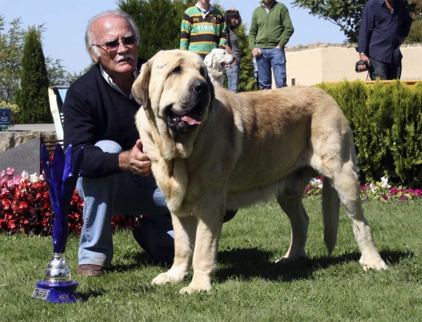 Karonte de Montes del Pardo: EXC 1, CAC, Best Male  - Open Class Males, XXVIII Monográfica AEPME, Valencia de Don Juan 13.09.08
(Pizarro de Montes del Pardo x Gran Dama de Montes del Pardo)
Born: 20.03.2006 
Keywords: 2008 pardo