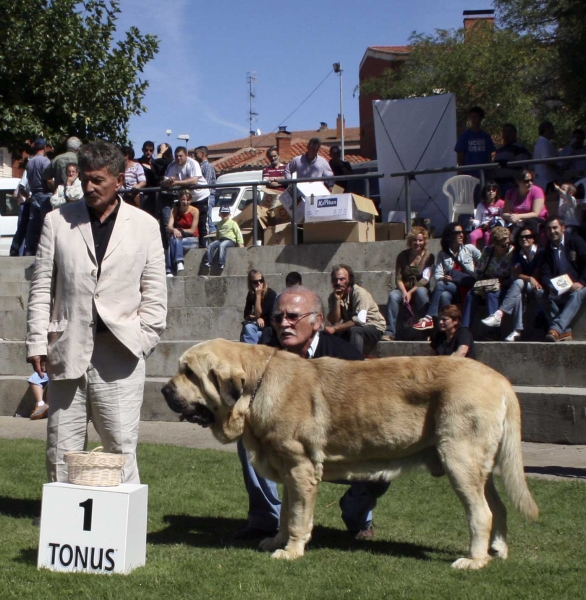 Karonte de Montes del Pardo: EXC 1, CAC, Best Male & judge Luis Esquiró - Open Class Males, XXVIII Monográfica AEPME, Valencia de Don Juan 13.09.08
(Pizarro de Montes del Pardo x Gran Dama de Montes del Pardo)
Born: 20.03.2006 
Keywords: 2008 pardo