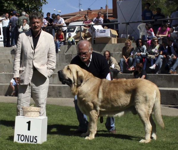 Karonte de Montes del Pardo: EXC 1, CAC, Best Male & judge Luis Esquiró - Open Class Males, XXVIII Monográfica AEPME, Valencia de Don Juan 13.09.08
(Pizarro de Montes del Pardo x Gran Dama de Montes del Pardo)
Born: 20.03.2006 
Keywords: 2008 pardo