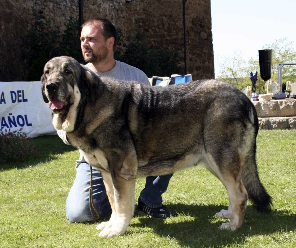 Morita: EXC 1ª, CAC, Best female, B.I.S. - Open Class Females, XXVIII Monográfica AEPME, Valencia de Don Juan 13.09.2008	
(Cañon de Fuente Mimbre x Seda de Cueto Negro)  
Born: 01.03.2005

Breeder: Ramón Sampedro Rodríguez
الكلمات الإستدلالية(لتسهيل البحث): 2008 campollano