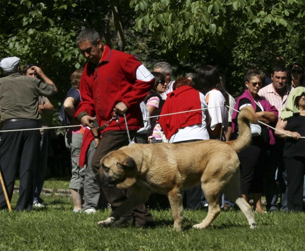 Intermediate Class Females - Clase Intermedia Hembras, Barrios de Luna 14.09.2008
Keywords: 2008