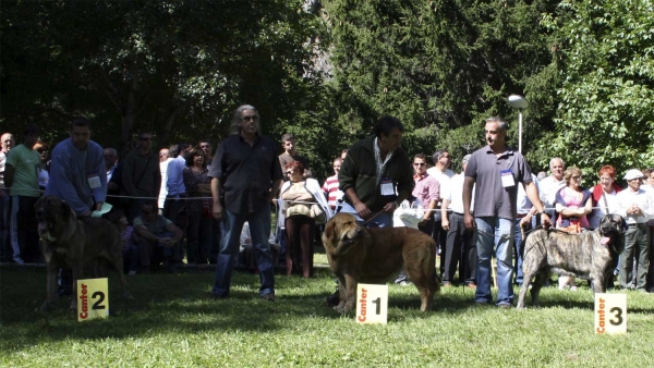 Winners Intermediate Class Females - Clase Intermedia Hembras, Barrios de Luna 14.09.2008
Keywords: 2008