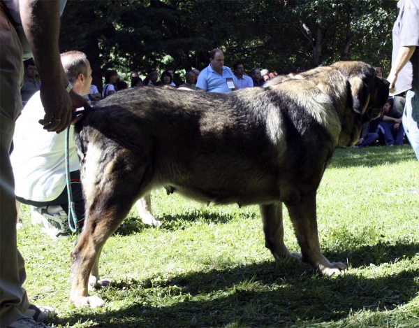 Roca de Babia - Open Class Females, Barrios de Luna, 14.09.2008 
(Raúl de Río Lago x Concha de Babia)
Born: 16.07.2005 
Keywords: 2008