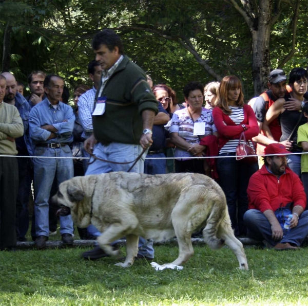 Mastin from Laciana - Open Class Females, Barrios de Luna 14.09.2008
Keywords: laciana 2008